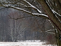 Zimni les v NP Podyji